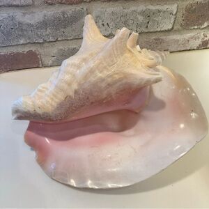 Large & Stunning Real Pink Conch Sea Shell Natural 9” Nautical Beach Decor